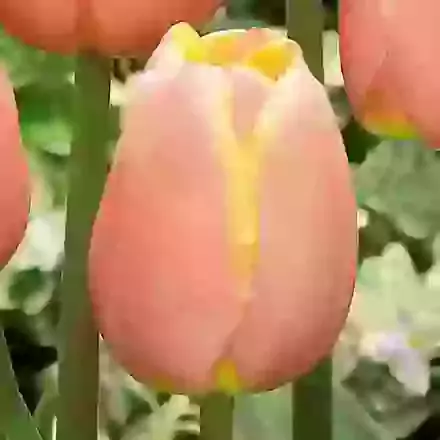 Mango Charm